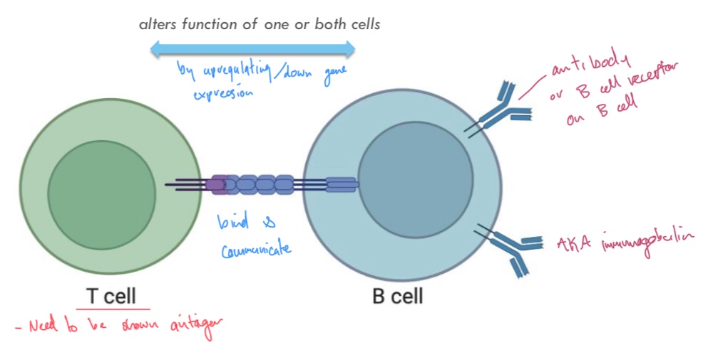 <p>Eg helper T cells and B cells</p>