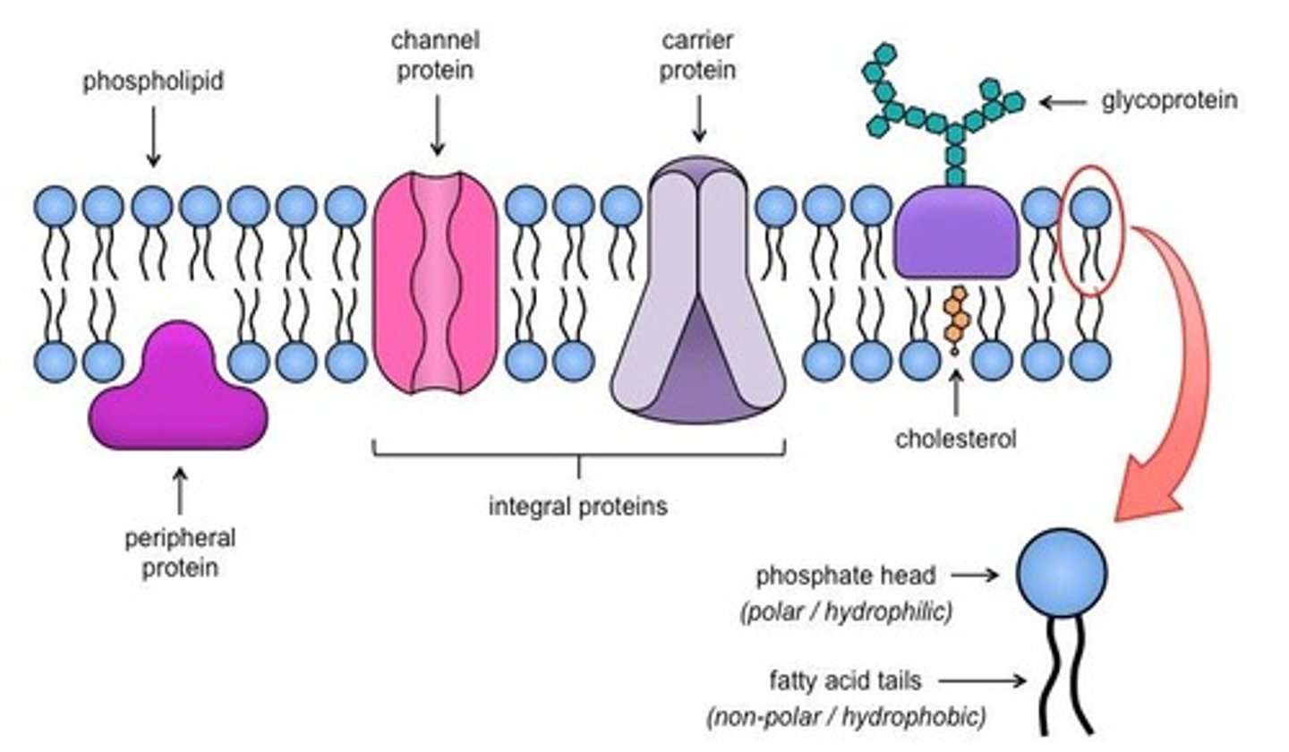 <p>Cells carry genetic information in the form of DNA that is passed from parent to daughter cells.</p>