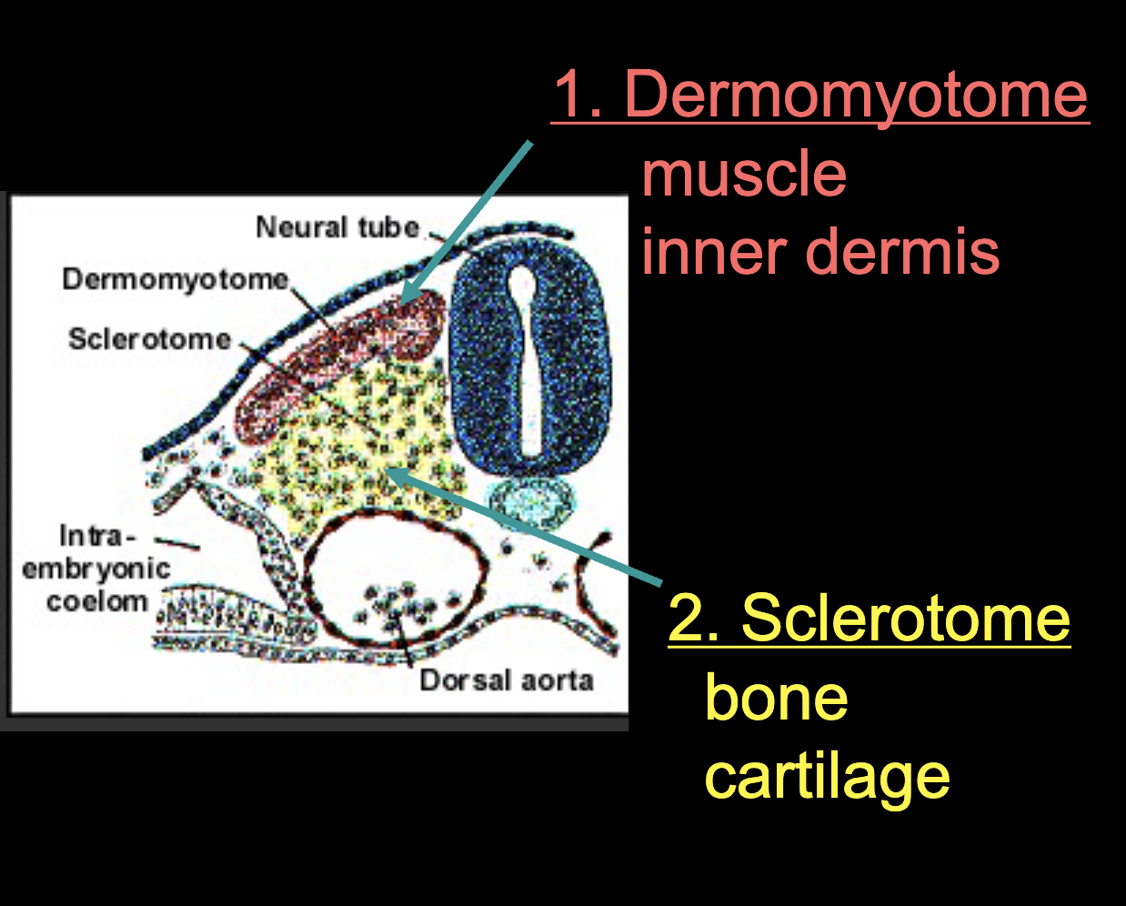 <p>Dermomyotome (inner dermis, muscle) and Sclerotome (bone, cartilage)</p>