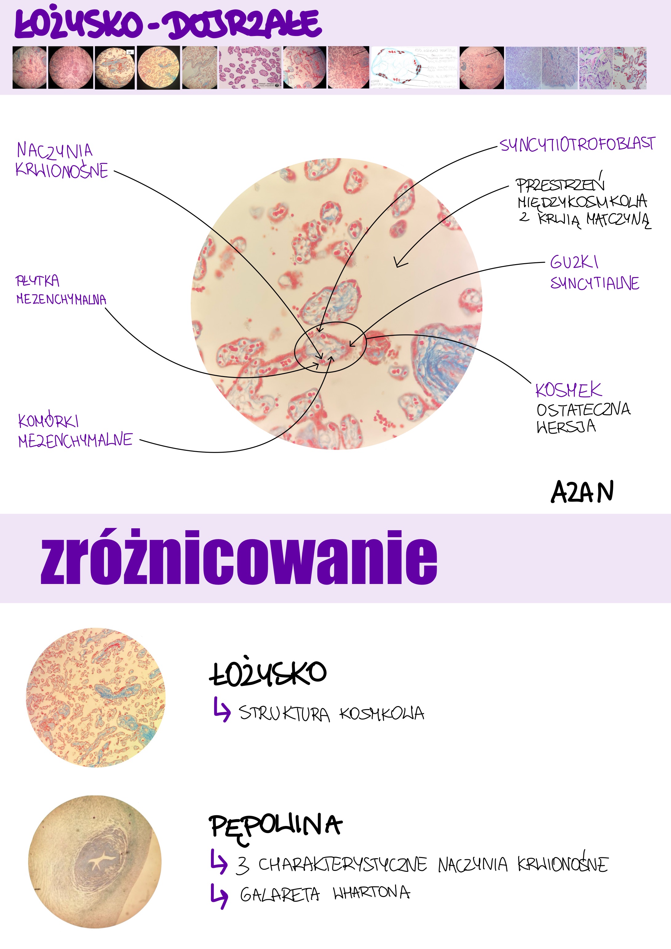 <p>Łożysko - dojrzałe</p>