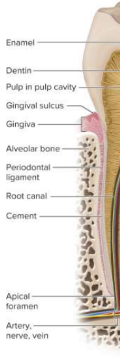 <p>Periodontal ligament</p>