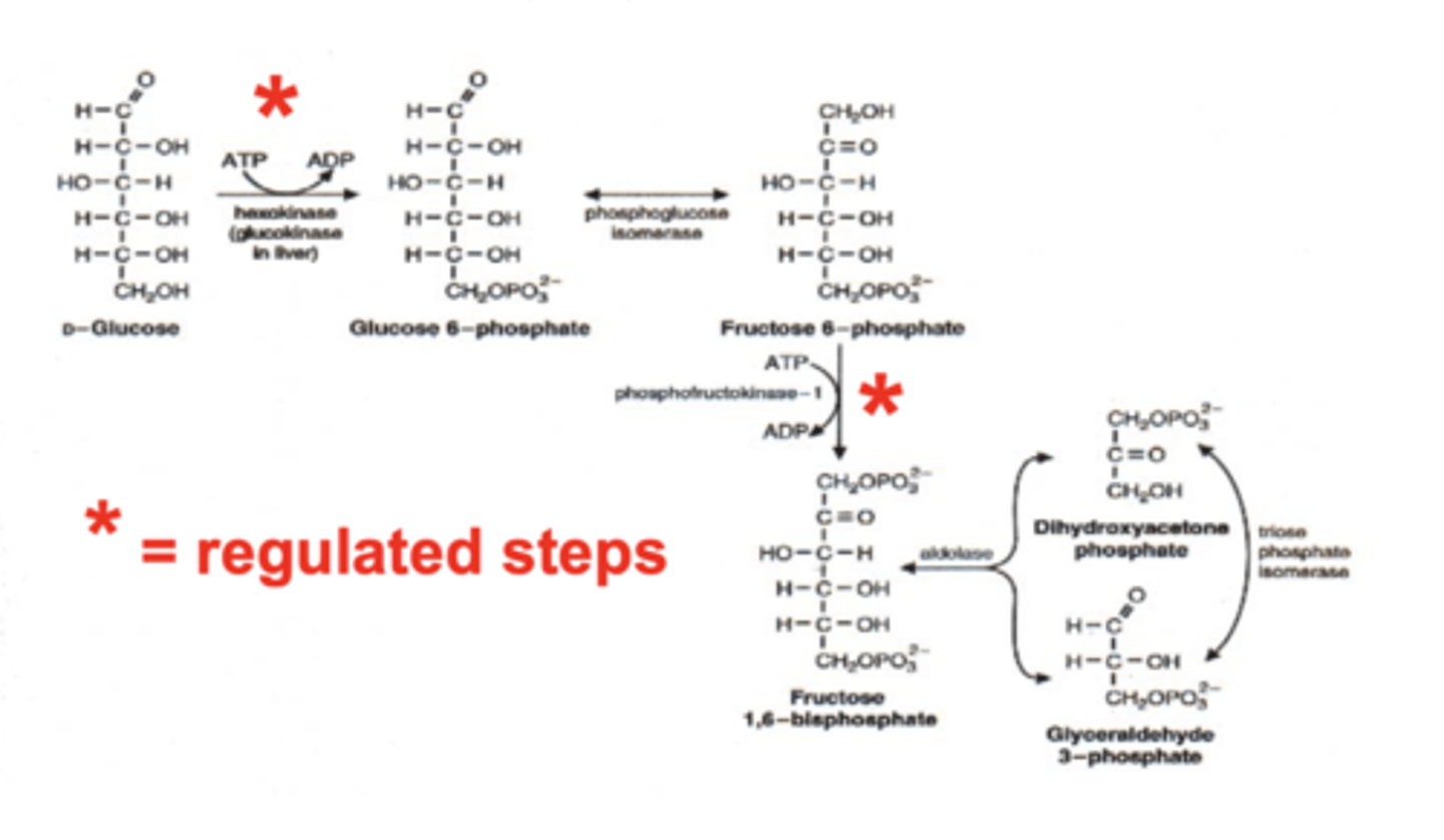 <p>priming of glucose</p><p>-requires ATP</p><p>regulated steps:</p><p>-hexokinase or glucokinase</p><p>-phosphofructokinase-1</p>