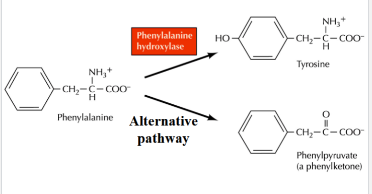 <p>a deficiency of phenylalanine hydroxylase (enzyme that converts phenylalanine → tyrosine)</p><p>phenylalanine accumulates, gets deaminated to phenylpyruvate</p><p>children develop intellectual disability within the first year of life</p><p>can be prevented with newborn screening for elevated phenylalanine levels, and low phenylalanine diet (for mother while pregnant, and for child)</p>