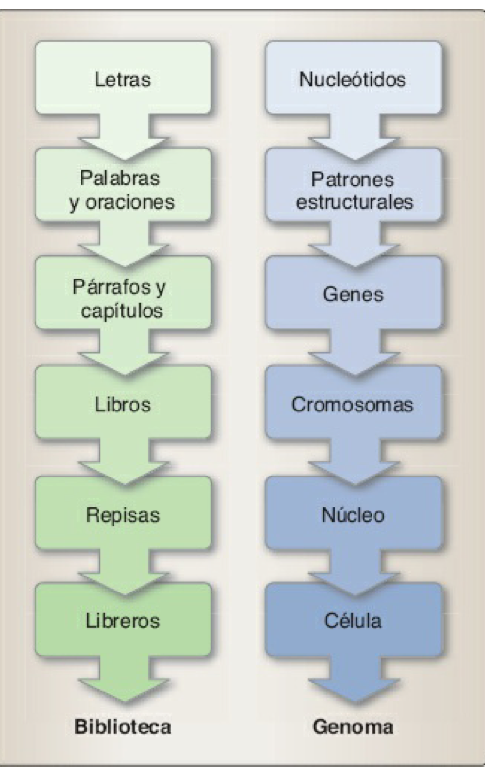 analogia del almacamiento de datos del genoma