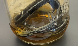 <p>Thamnophis sauritus</p><p>Eastern Ribbonsnake</p><p>Special Concern</p><p>Family Colubridae</p><p>Small</p><p>Yellow with black strips down body</p>