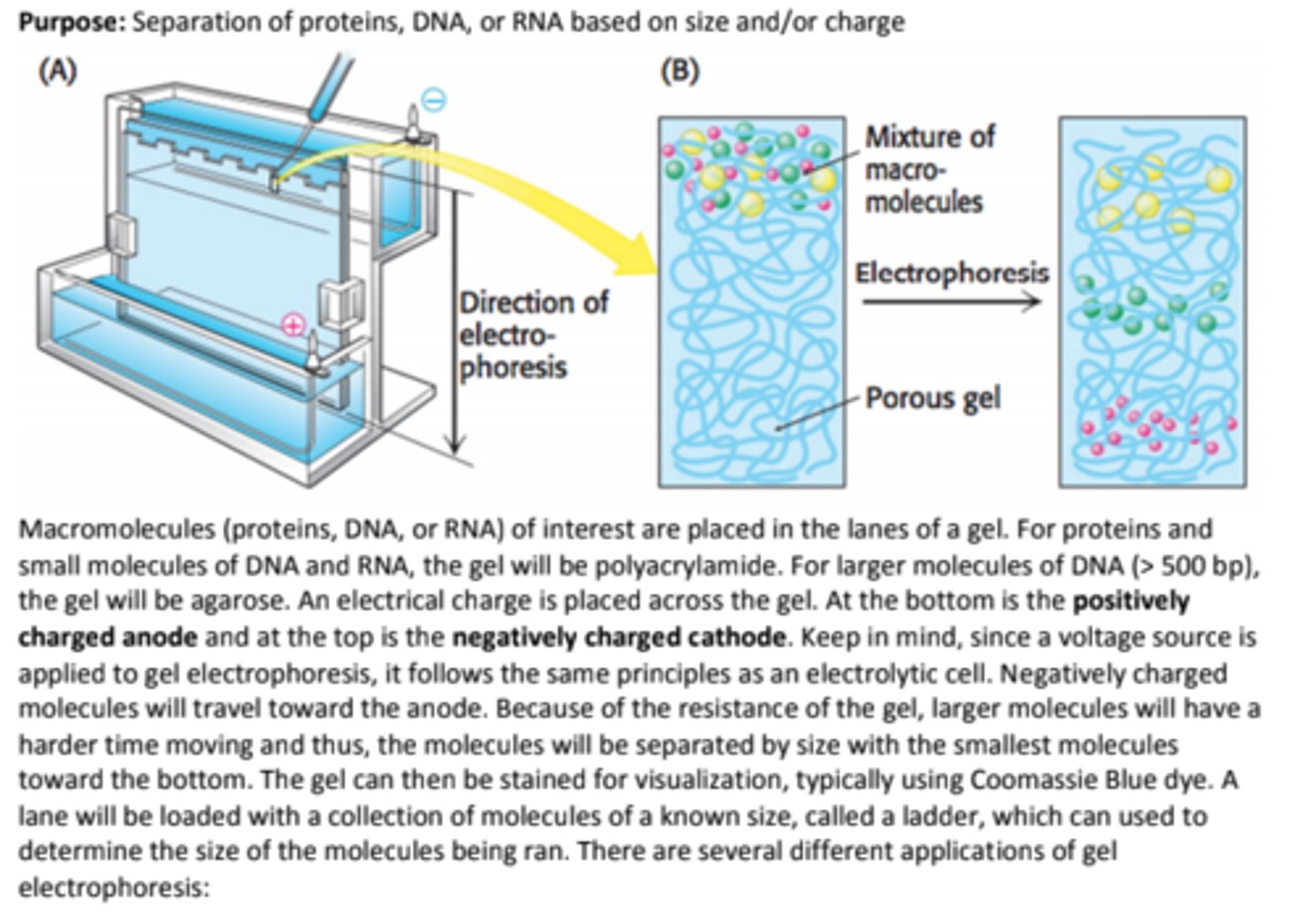 <p>Native-PAGE</p><p>SDS-PAGE</p><p>Reducing SDS-PAGE</p><p>Isoelectric focusing</p><p>Purpose: Separation of proteins, DNA, or RNA based on size and/or charge</p><p>anode: +</p><p>cathode: -</p>