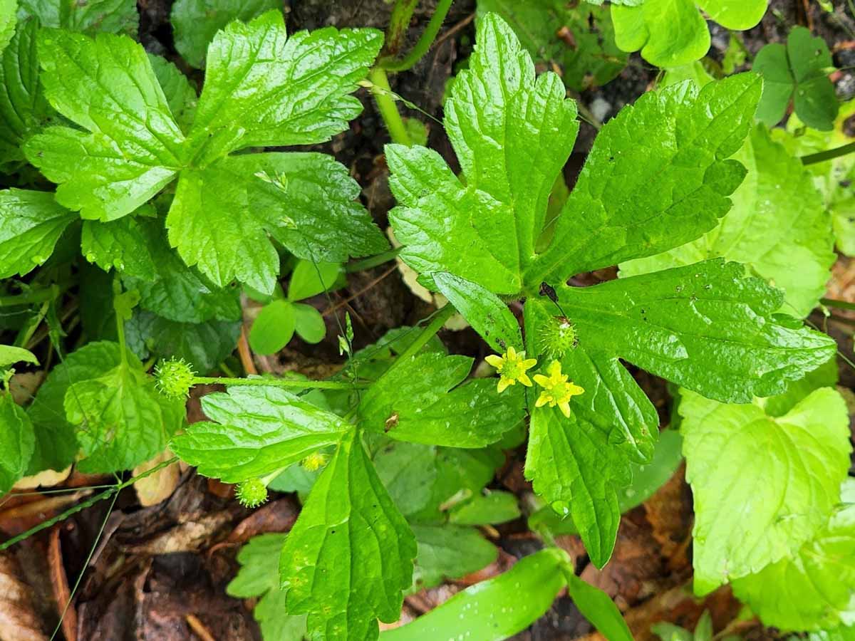 <p>A perennial herb with distinctive hooked, lobed leaves and bright yellow flowers that bloom in spring, typically found in moist, open areas. </p>