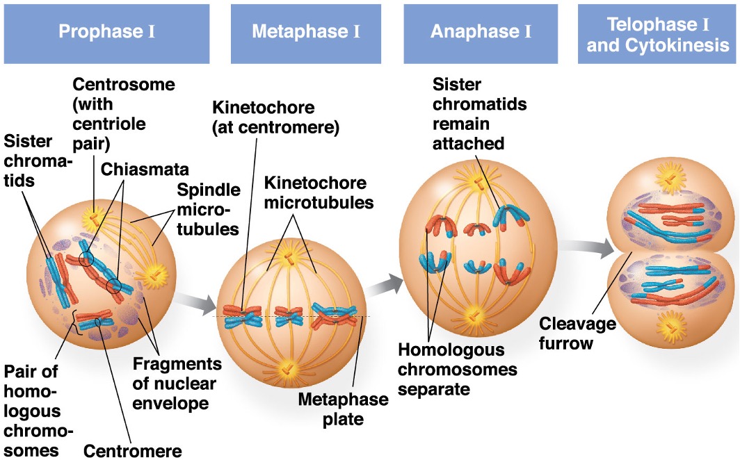 Separates homologous chromosomes