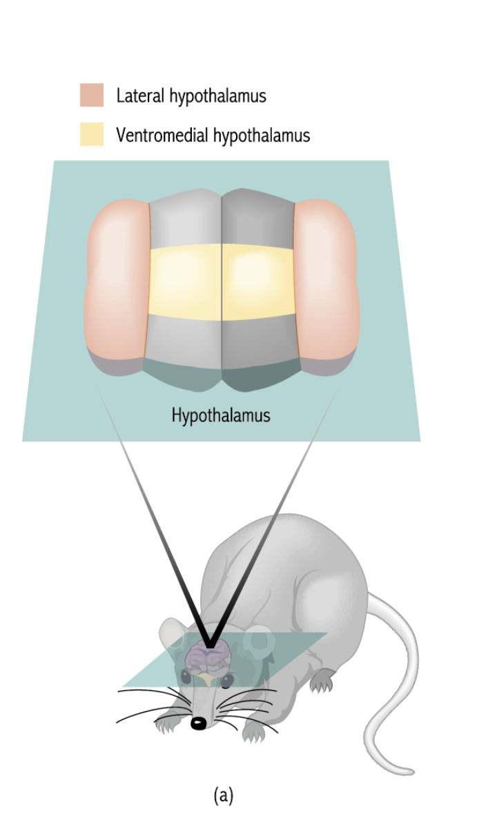 <p>The ventromedial (VM) region<span>generally refers to the</span>ventromedial prefrontal cortex (vmPFC)<span>, a part of the brain located at the bottom of the frontal lobes, near the midline. This region is</span>a crucial integrative hub for emotion, decision-making, social cognition, and memory.</p><ul><li><p><span>Lesions induce overeating</span></p></li><li><p><span>Stimulation inhibits eating</span></p></li></ul><p></p>