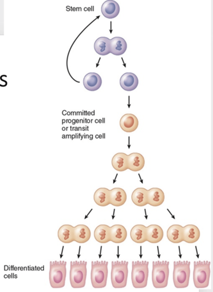 <p>How often do progenitor cells (amplifying cells) divide?</p>