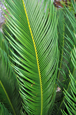 <p>Sago Palm</p>