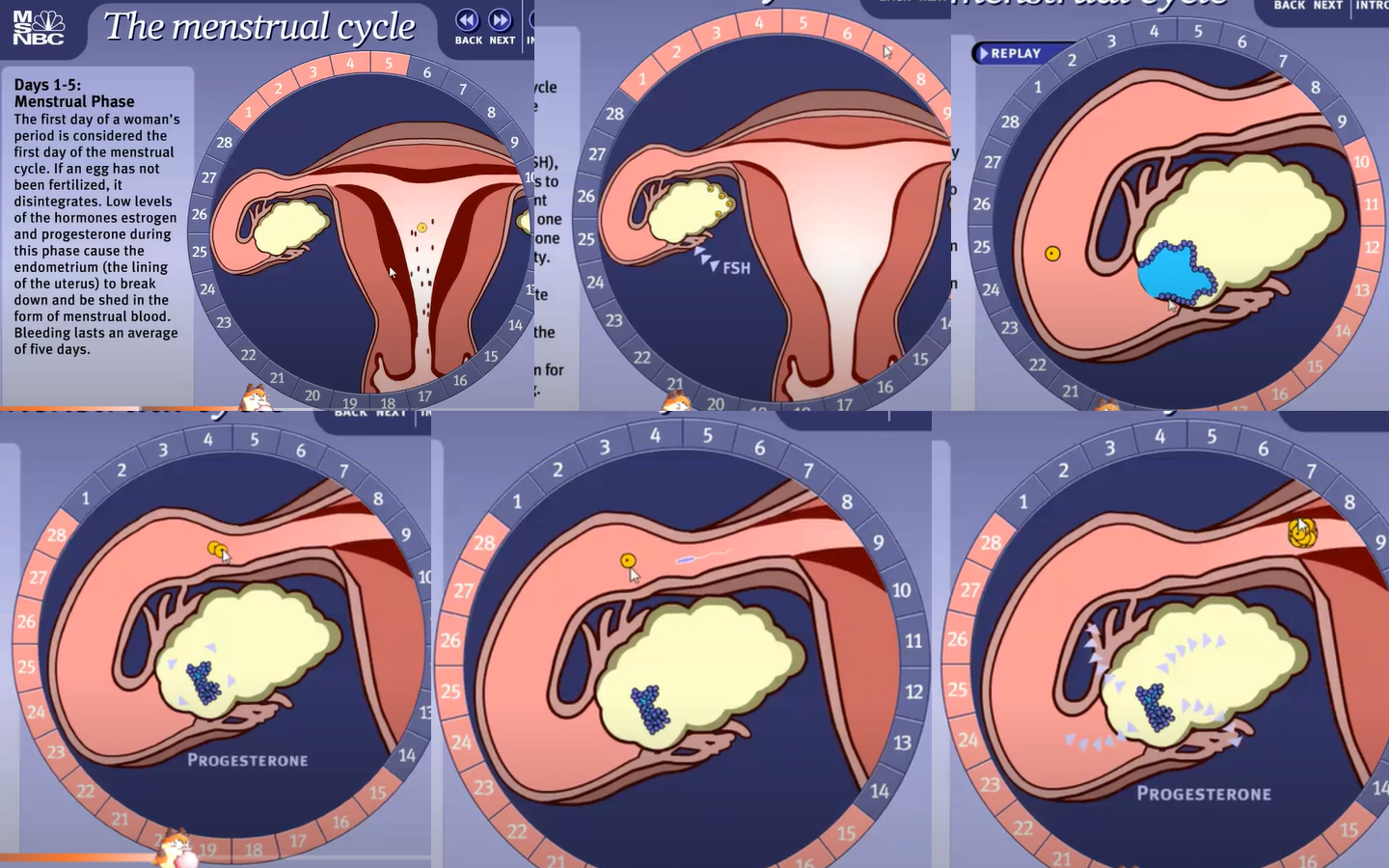 <p>FELP<br>Follicle Stimulating Hormone = stimulates the follicle in the ovary to continue developing, and it also stimulates the ovaries to secrete estrogen<br><br>Estrogen = Estrogen is secreted to help thicken the uterine lining in preparation for a potential pregnancy<br><br>Luteinizing Hormone = Stimulates the mature follicle to burst, releasing the egg into the fallopian tube, at which point it can be fertilized. It also stimulates the ruptured follicle to be converted into the corpus luteum, which starts to secrete progesterone, which further thickens the uterine lining.<br><br>Progesterone = continues to thicken the uterine lining and maintain the uterine lining if a pregnancy does happen. However, progesterone levels drop dramatically at the end of the menstrual cycle if fertilization does not occur<br></p>