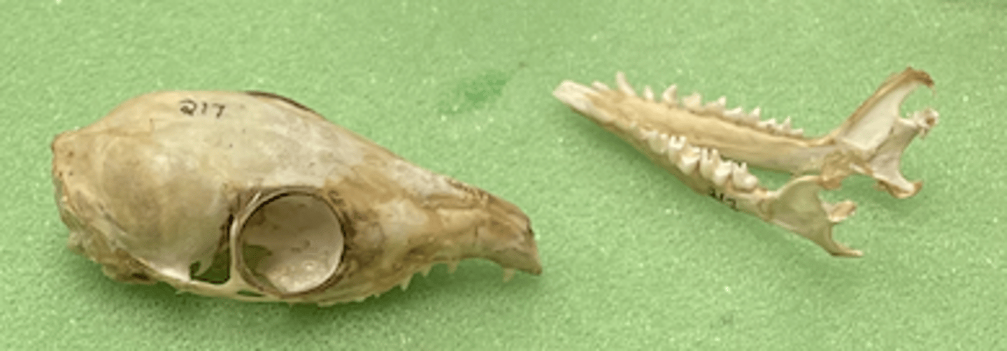 <p>- postorbital bar joining postorbital process and jugal</p><p>- large, forward facing eye sockets for binocular vision</p><p>- upper incisors large and caniniform</p><p>- canines</p>