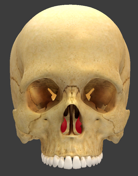 <p>What structure is highlighted in red?</p>