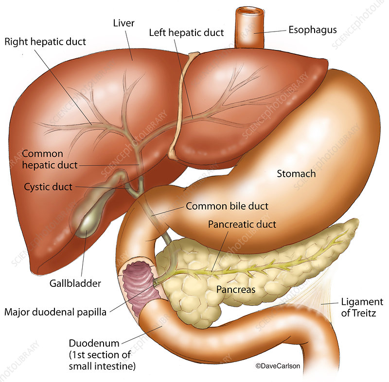 <p>source where enzymes are mixed with chyme (intestinal cells and pancreas)</p><p>-bile enters from the gall bladder to the bile duct</p>