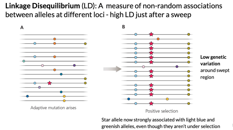 <p>measure of non-random associations between alleles at different loci- high LD just after a sweep</p><p><span style="color: blue">*simplified: measure of how certain genetic variants (alleles) at different locations (loci) on a chromosome are inherited together more often than would be expected by chance.</span></p>