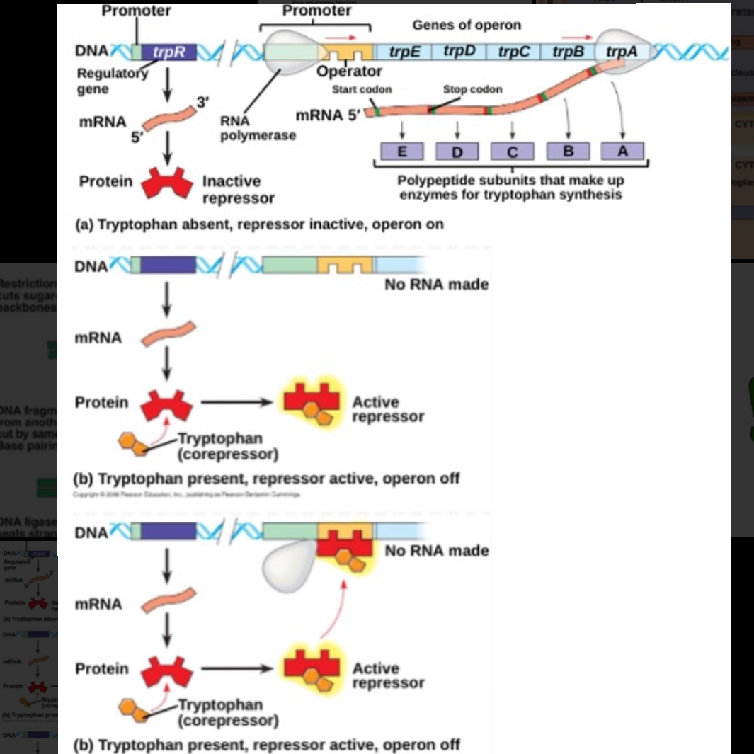 <p>default on, when tryptophan is present it bind to trp repressor and turns operon off</p>