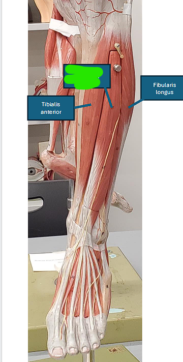 <ul><li><p>Extends the toes </p></li></ul><p></p><ul><li><p>extending for the toes - means that the toes will go<strong> toward the floor) </strong></p></li></ul><p></p>