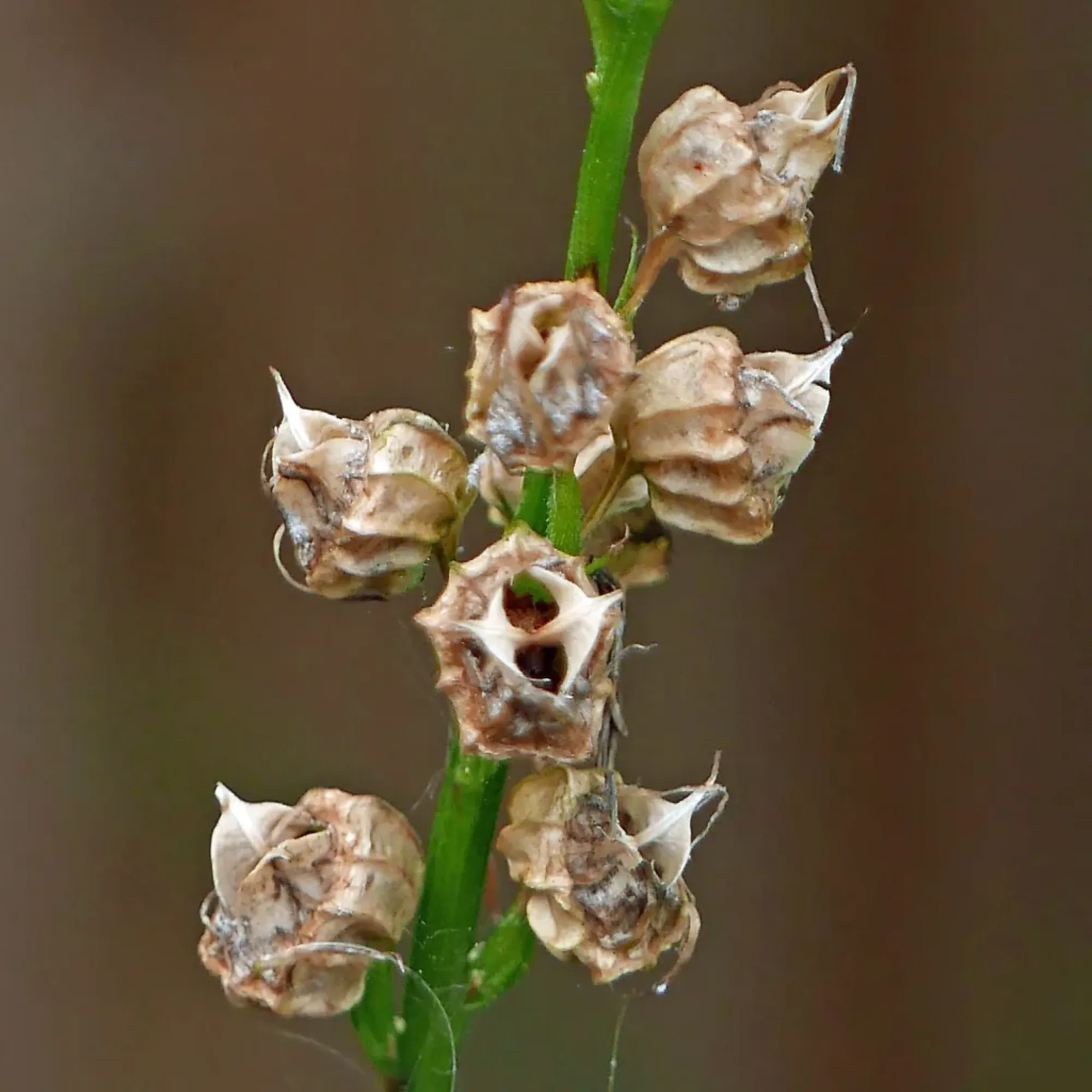 <p><strong>Duration:</strong><span><span> </span></span>Perennial<br><strong>Habit:</strong><span><span> </span></span>Herb<br><strong>Inflorescence:</strong><span><span> </span></span>Raceme<br><strong>Fruit Type:</strong><span><span> </span></span>Capsule<br><strong>Size Notes:</strong><span><span> Up to about 6 feet tall. </span></span><br><strong>Leaf:</strong><span><span> Dark Green </span></span><br><strong>Autumn Foliage:</strong><span><span> yes</span></span><br><strong>Flower:</strong><span><span> In terminal racemes. Resupinate. Zygomorphic. </span></span>Sepals<span><span> 5. Petals 5 fused. </span></span>Stamens<span><span> 5 fused by their lower parts. Carpels 5 fused inferior.</span></span></p>