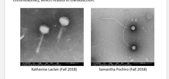 <p><strong>Phages normally infect bacteria to</strong><mark data-color="red" style="background-color: red; color: inherit"> replicate and produce more phages</mark></p><p>Sometimes the phages <strong>package the wrong, DNA</strong> ( fragments of the bacterial host chromosome) which result in<strong> transduction </strong></p>