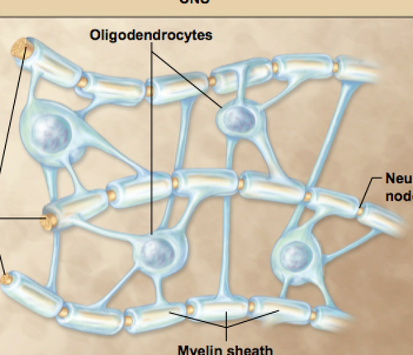 <p>Glial cells responsible for insulating neurons of the central nervous system.</p><p>One oligodendrocyte can insulate many axons.</p>