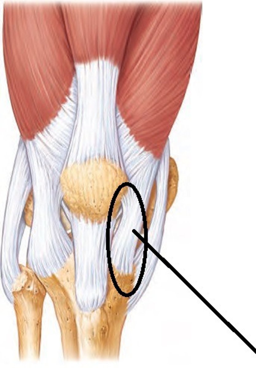 <p>Connects the medial and lateral edge of the patella to the tibia</p>