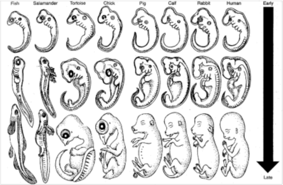 <ul><li><p>Embryos of different organisms exhibit <strong><span style="color: blue">similar stages</span></strong> of embryonic development</p></li><li><p>Similarities between embryos in related groups (vertebrates) point to a <strong><span style="color: red">common ancestral origin</span></strong></p></li></ul>