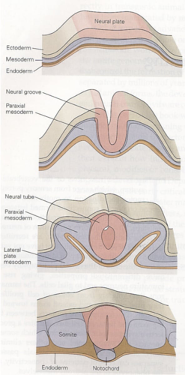 <p>Neurulation is the process by which the neural plate becomes the neural tube. The neural tube is the precursor the the central and peripheral nervous systems.</p><p>The process: the ectoderm gives rise to the neural plate. The neural plate buckles at its midline giving rise to the neural groove. Closure of the dorsal neural folds forms the neural tube. The caudal region of the neural tube becomes the spinal cord and the rostral region the brain.</p><p>Neural crest cells?</p>