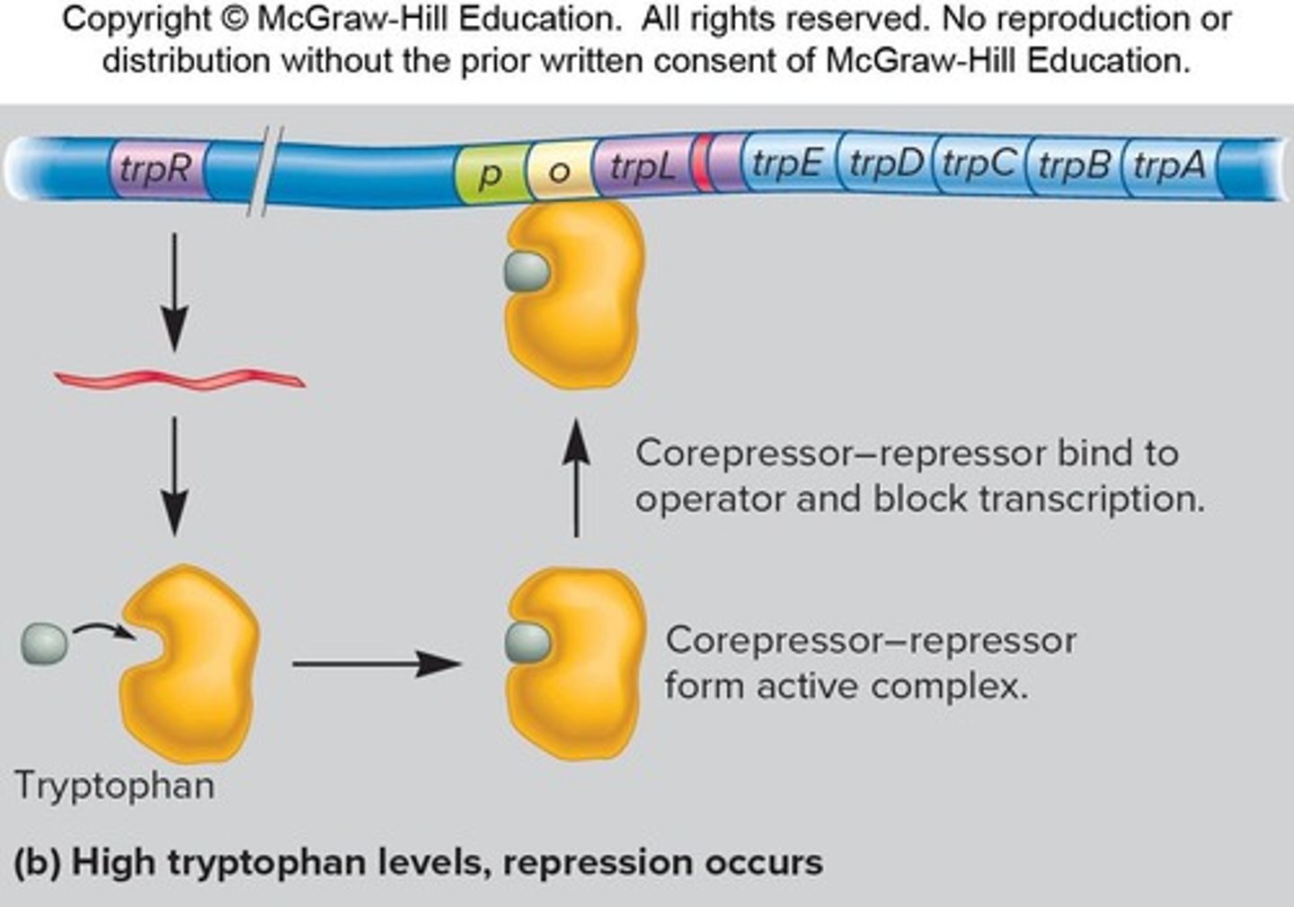 <p>Tryptophan binds to the trp repressor, turning off transcription.</p>