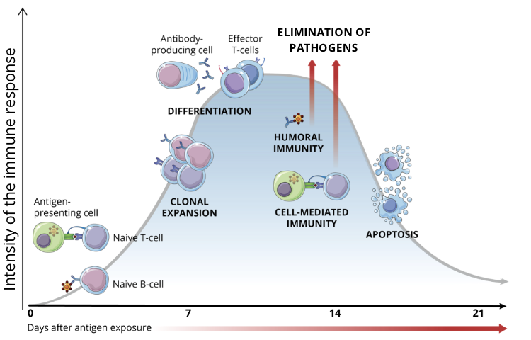 <ul><li><p>once the pathogen is eliminated, the vast majority of activated lymphocytes undergo apoptosis, and the immune response gradually declines </p></li></ul><p></p>