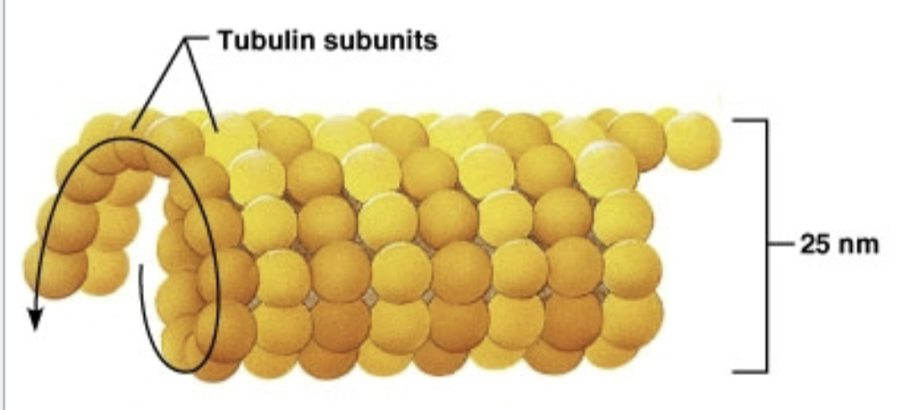 <p>originate from centrosome </p>