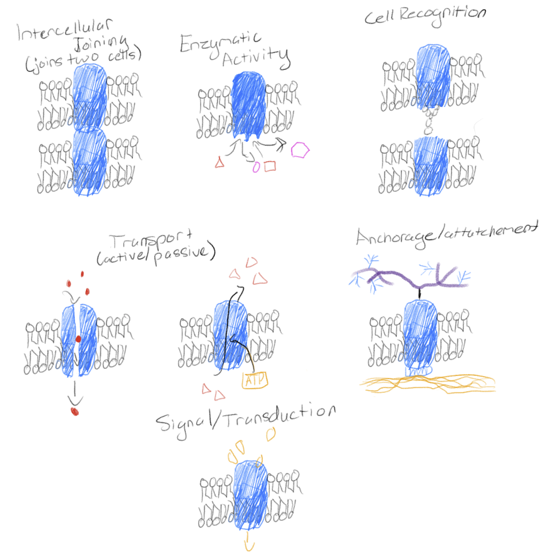 <p>Intercellular joining</p><p>Enzymatic activity</p><p>Transport (active / passive)</p><p>Cell-cell recognition</p><p>Anchorage / attachment</p><p>Signal transduction</p>