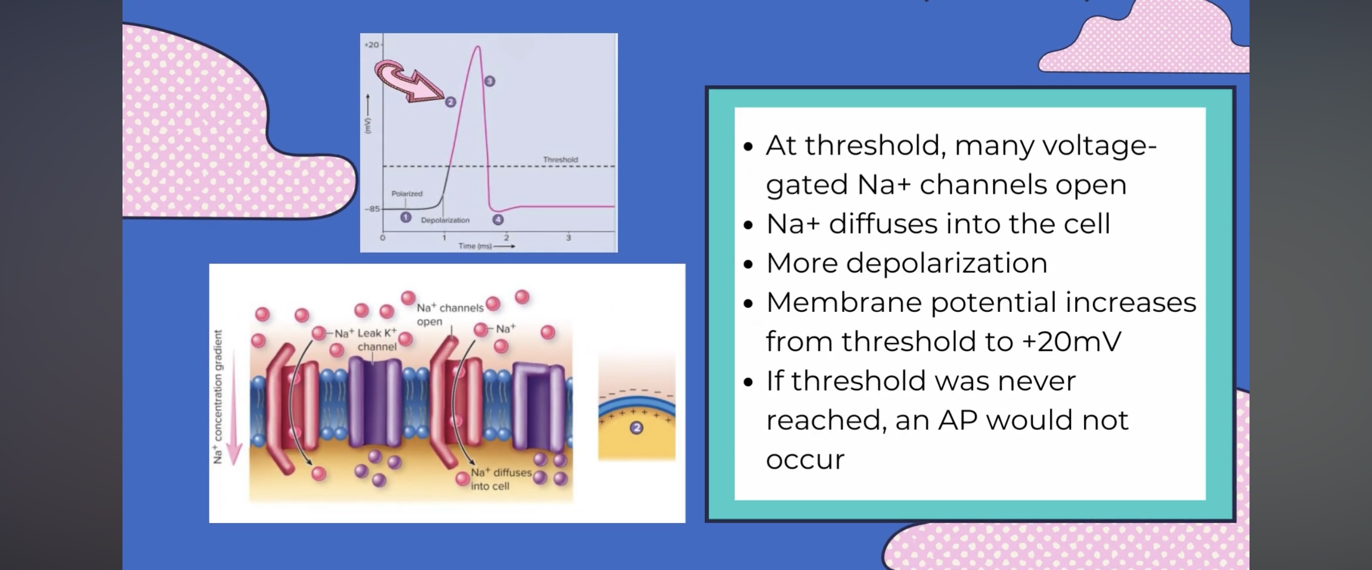 <p>what stage is this?</p>