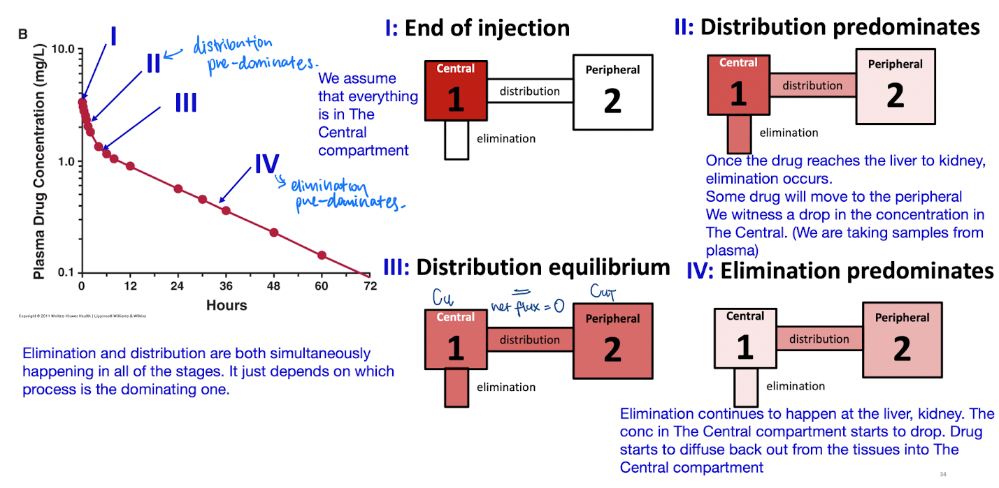 I. End of injection (the Co) 
II. Distribution predominates (steep decline)
III. distribution equilibrium (Cu=Cut) (point of inflection) 
IV. Elimination predominates (almost linear straight line) drug diffuse back from the peripheral to the central compartments to be eliminated