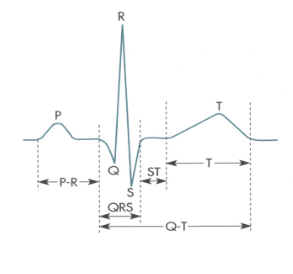 <p>P wave - atrial depolarisation, P-R interval - between beginning of excitabillity of atria and ventricles, QRS complex - ventricular depolarisation, atrial repolarisation occurs but is obscured, Q-T interval - contraction occuring also includes ventricular repolarisation, S-T segment - all ventricular tissue depolarised contraction occuring, T wave - ventricular repolarisation </p>