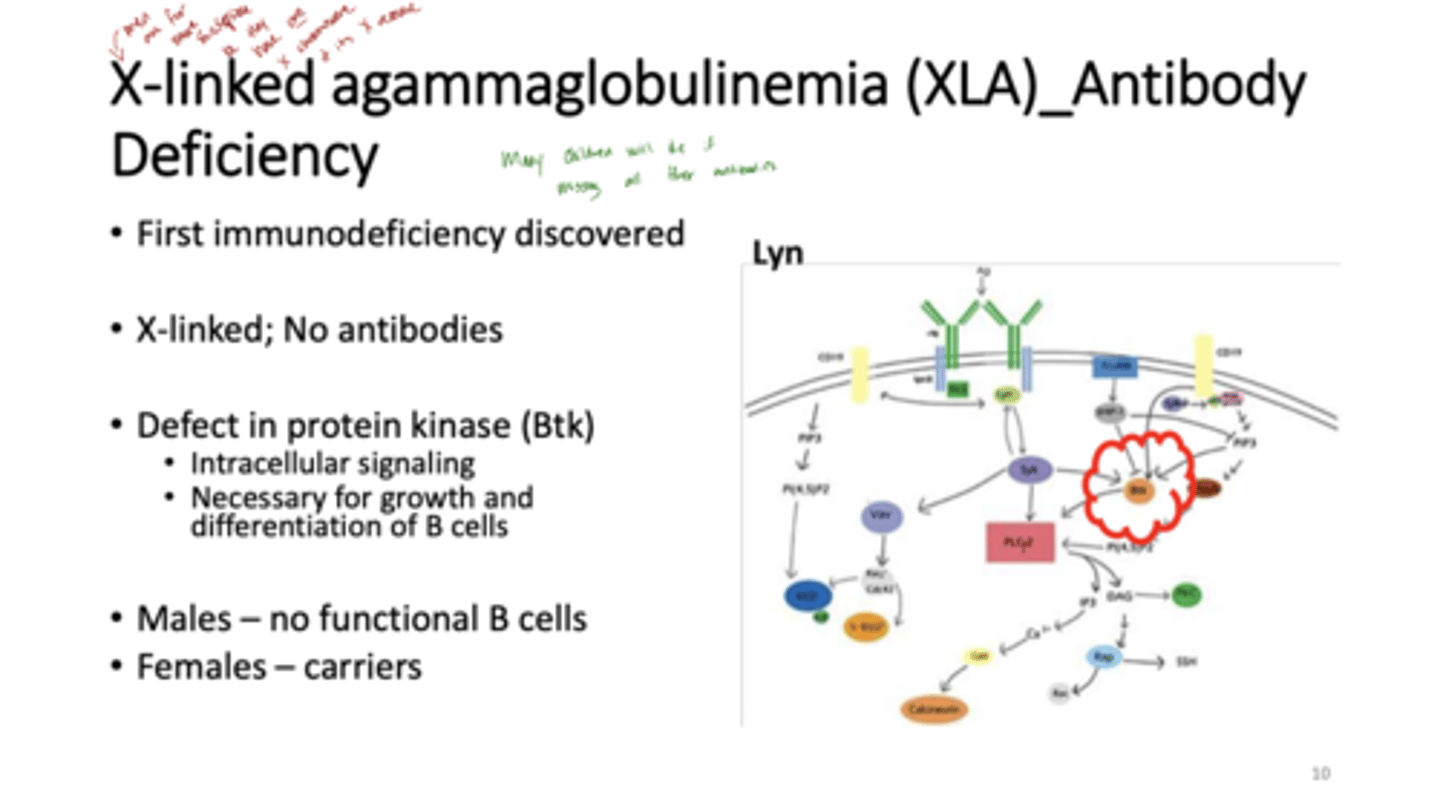 <p>Q: What causes XLA?</p>