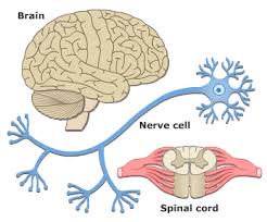 <p>the brain and spinal cord</p>