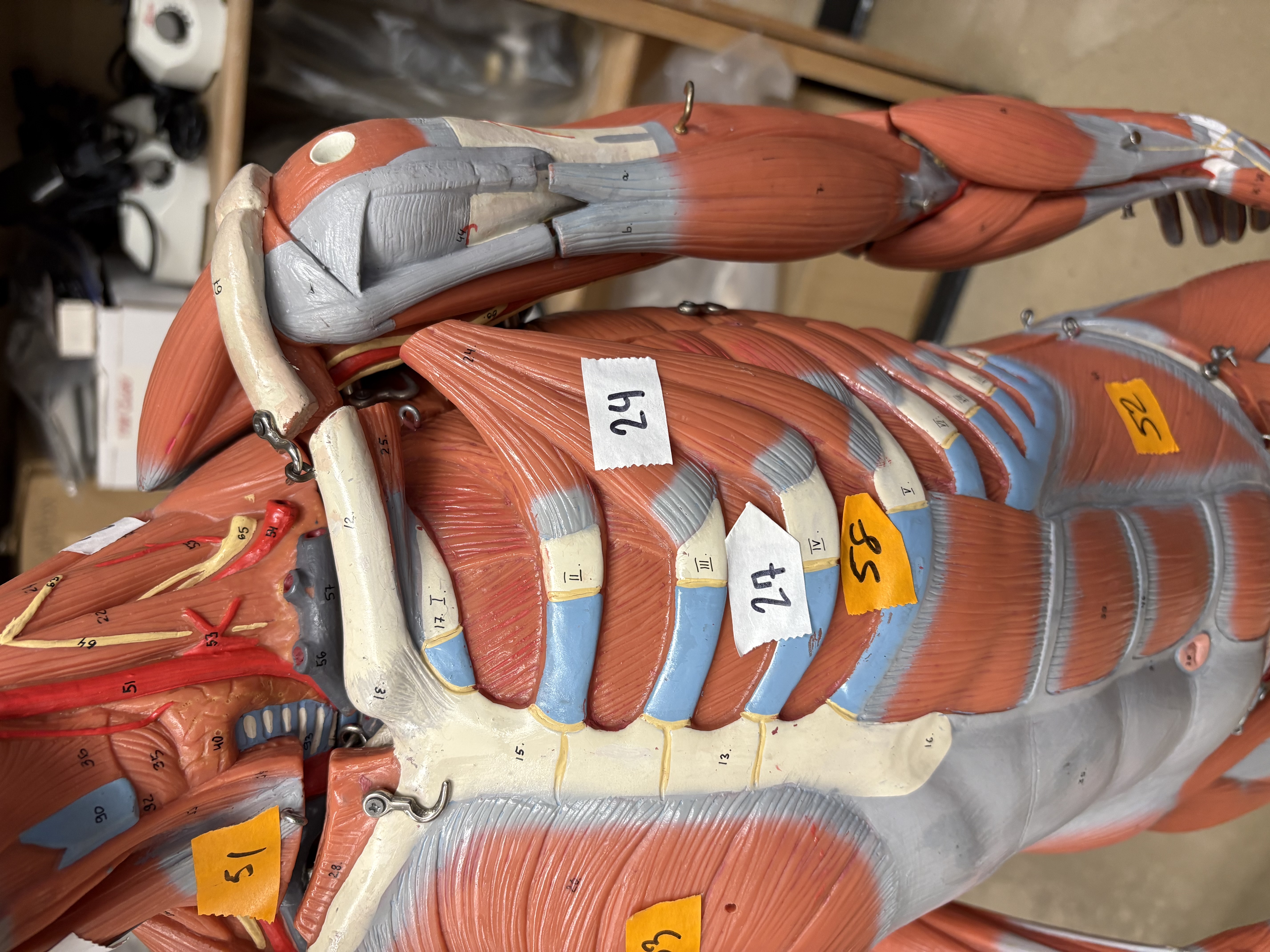 <p>draws scapula forward and down (24)</p>