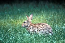 <p>Eastern Cottontail</p>