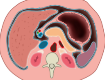 <p>What view of the abdomen is shown in the image below?</p>
