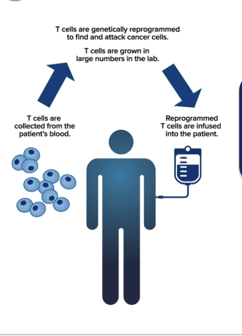 <ul><li><p>new therapeutics</p><ul><li><p>CART cell therapy</p></li><li><p>customized vaccines</p></li></ul></li><li><p>process of immunotherapy</p><ul><li><p>T cells are collected from the patient’s blood</p></li><li><p>T cells are genetically reprogrammed to find and attack cancer cells; T cells are grown in large numbers in lab</p></li><li><p>reprogrammed T cells are infused into the patient</p></li></ul></li></ul><p></p>
