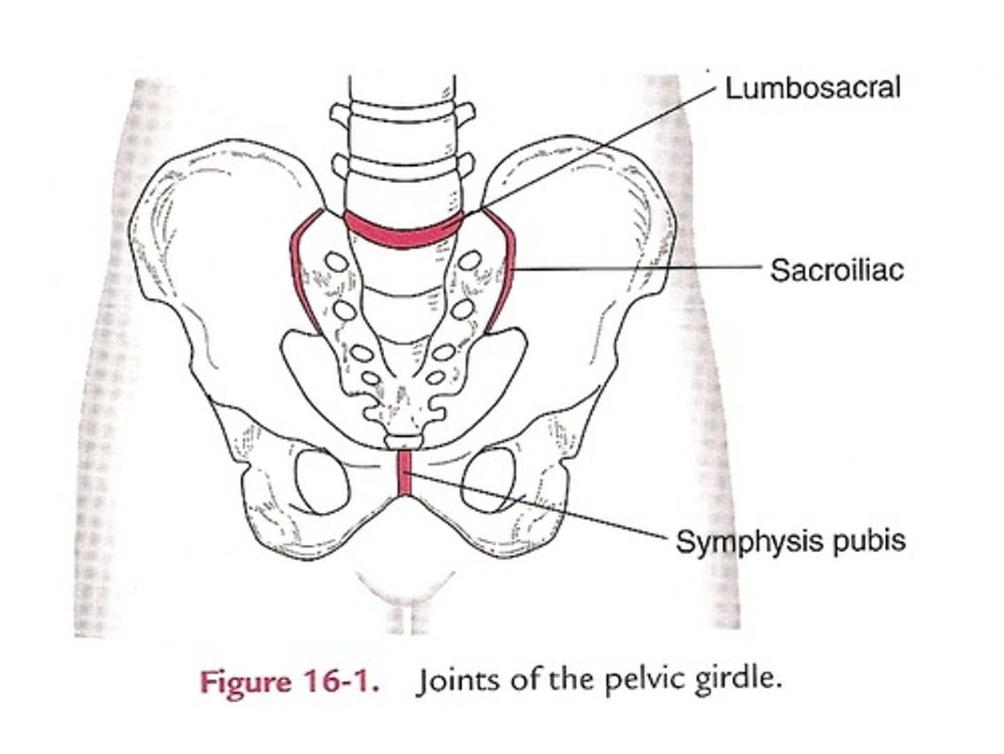 <p>1) Lumbo-sacral joint (L5-S1)</p><p>2) Sacroiliac joint</p><p>3) Pubic symphysis</p>