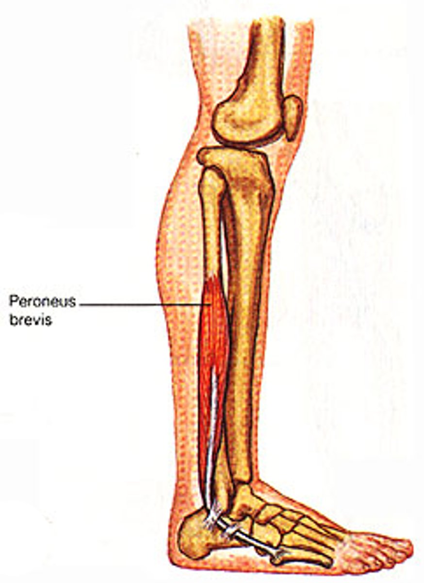 <p>Origin: Lateral surface of the fibula</p><p>Insertion: Tuberosity of 5th metatarsal</p><p>Action: Plantarflex and evert foot</p><p>Innervation: Superficial peroneal</p>