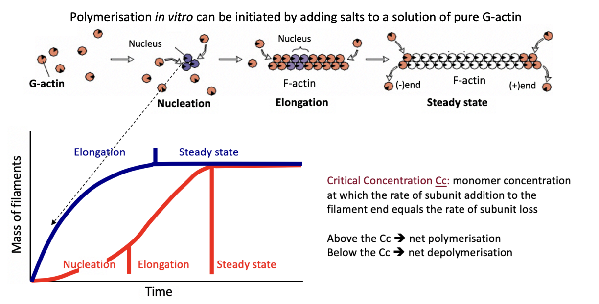 <ul><li><p>actin subunits add to or leave the filament <strong>at the same rate</strong></p></li></ul><p></p>