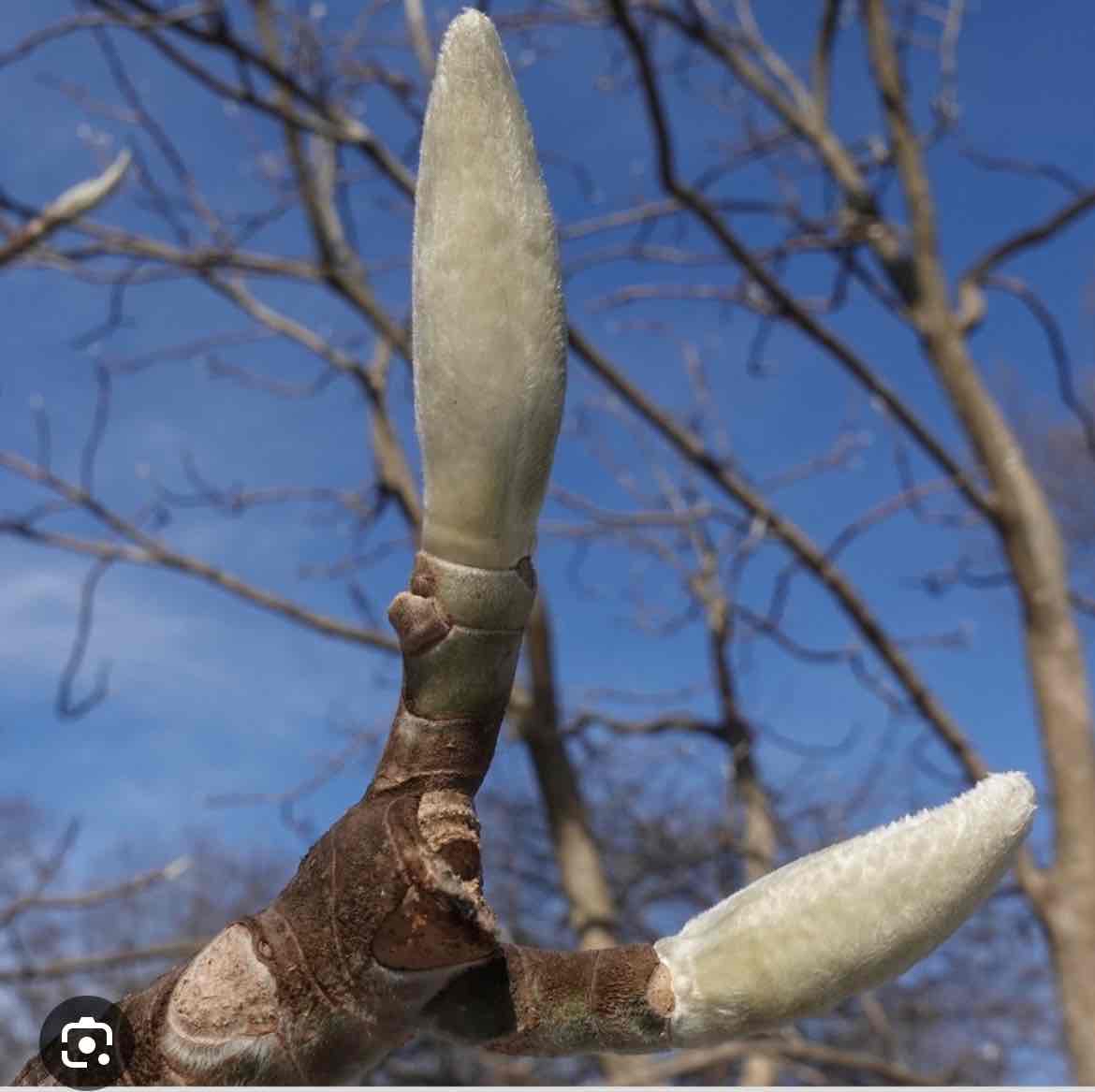 <p>Magnolia macrophylla</p>