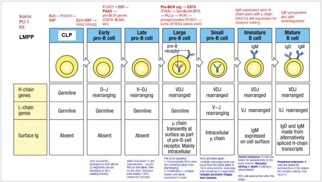 <ul><li><p><strong>Stage</strong>: Mature B Cell.</p></li><li><p><strong>Surface Markers</strong>:</p><ul><li><p><strong>IgD Upregulation &amp; IgM Downregulation</strong>: Expresses both IgM and IgD via alternative splicing of heavy chain transcripts.</p></li></ul></li><li><p><strong>Peripheral Tolerance</strong>:</p><ul><li><p><strong>Testing in Spleen</strong>: Autoreactive cells undergo apoptosis, with no option for receptor editing.</p></li></ul></li><li><p><strong>Outcome</strong>: Prevents autoimmunity by eliminating self-reactive mature B cells in the periphery.</p></li></ul><p></p>