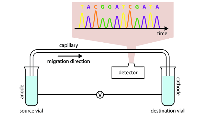<ul><li><p>old method used radioactive tags instead of fluorescent tags which required 4 separate reaction tubes</p></li><li><p><strong><u>new method:</u></strong> <span>after 30-40 cycles, products separate on a capillary and screened for fluorescence (see both pics)</span></p></li></ul><p></p>