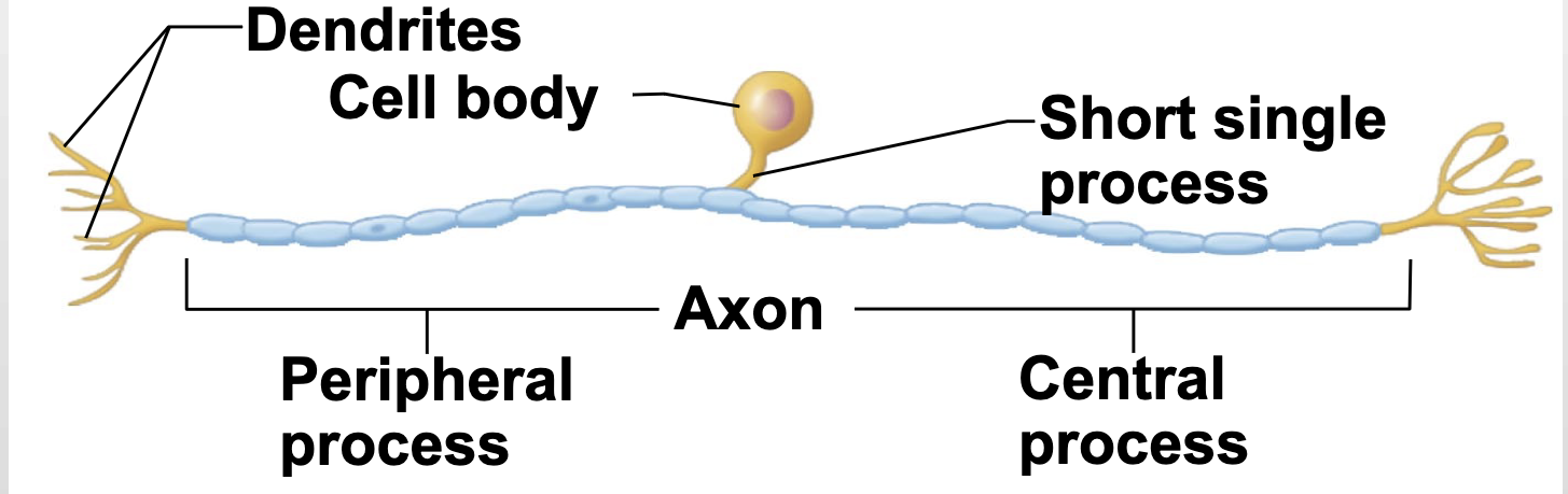 <p>-short single process leaving the cell body</p><p>-found in PNS ganglia</p><p>-mylenated</p>