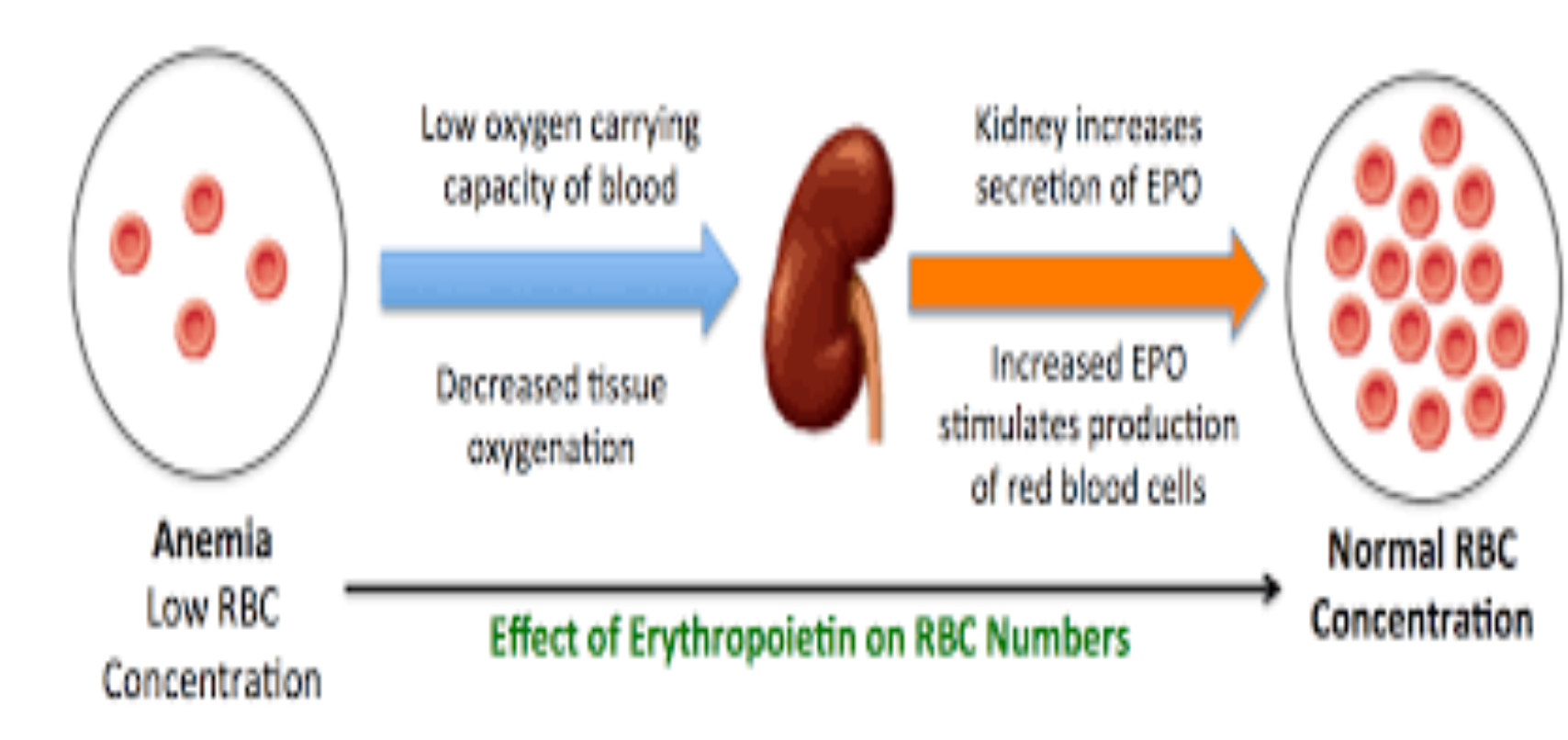 <p>Erythroposisis&nbsp;</p><ul><li><p>what is the process of forming RBC&nbsp;</p></li><li><p>How are old RBC removed&nbsp;</p></li></ul><p></p>