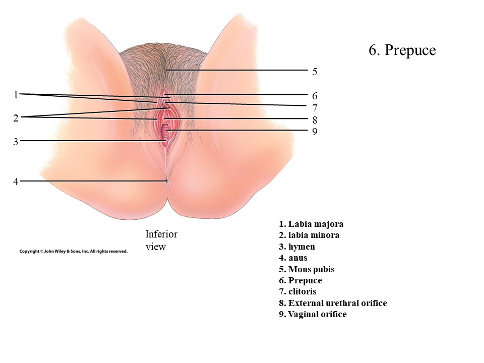 <ol start="6"><li><p>Prepuce</p></li></ol>